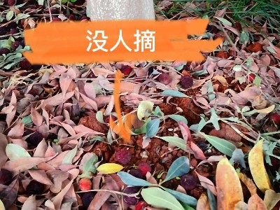 廠里的楊梅熟了，歡迎朋友們來(lái)品嘗