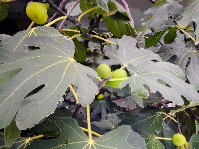 廠區(qū)內(nèi)的無(wú)花果成熟了